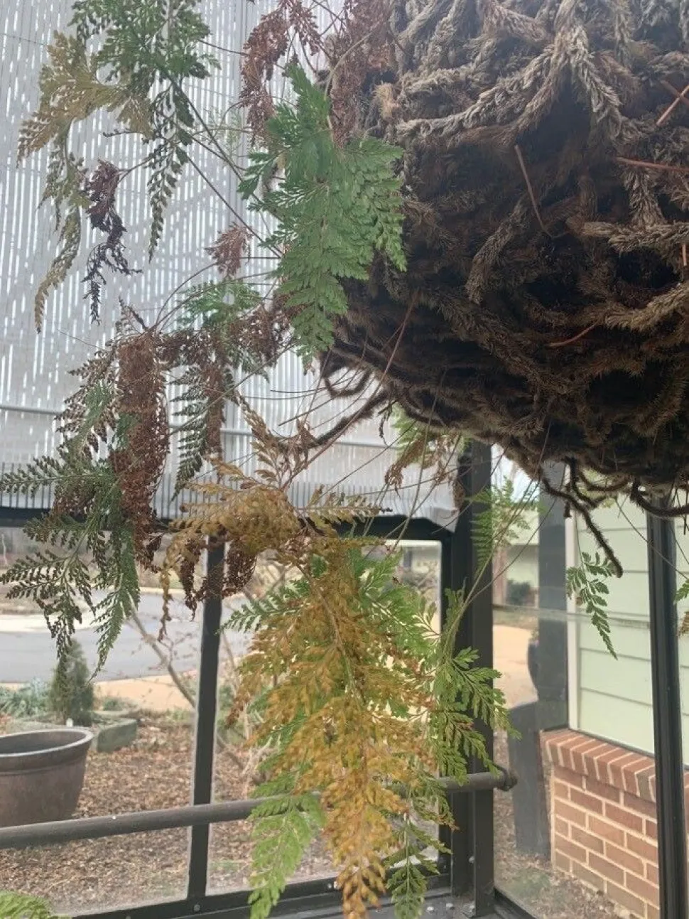 Frondes e rizomas de Davallia fejeensis