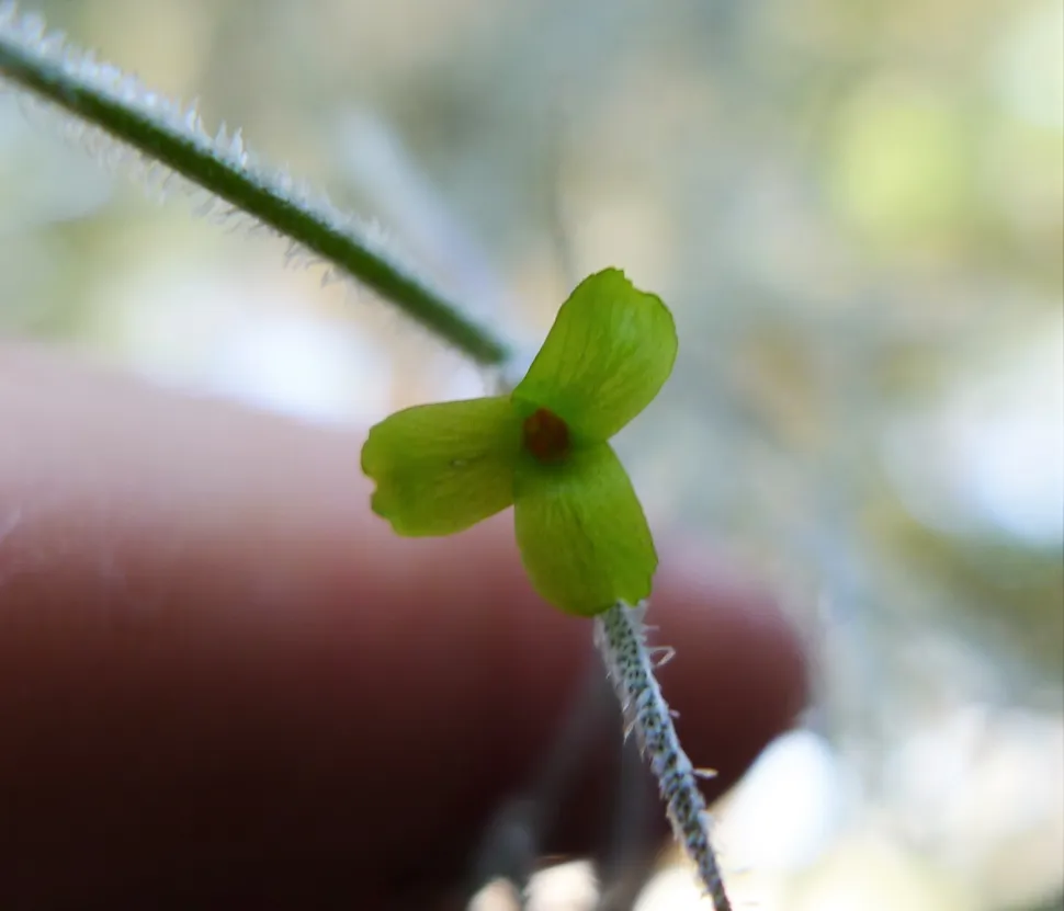 Kleine grüne Blume spanisches Moos