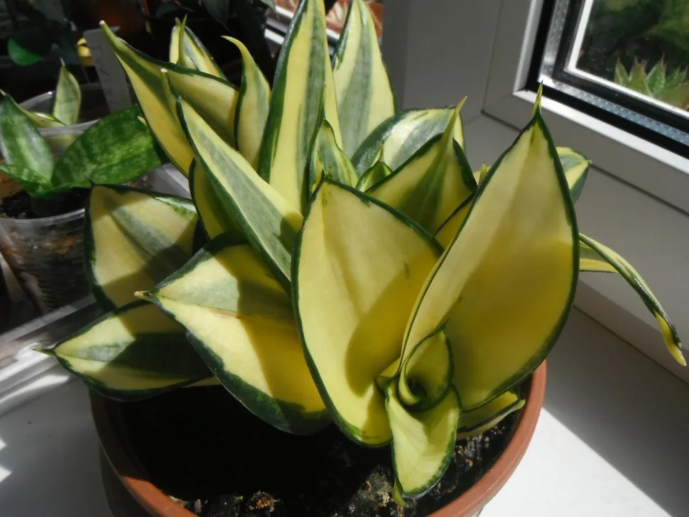 Dværggrøn og gul Sansvieria i en potte