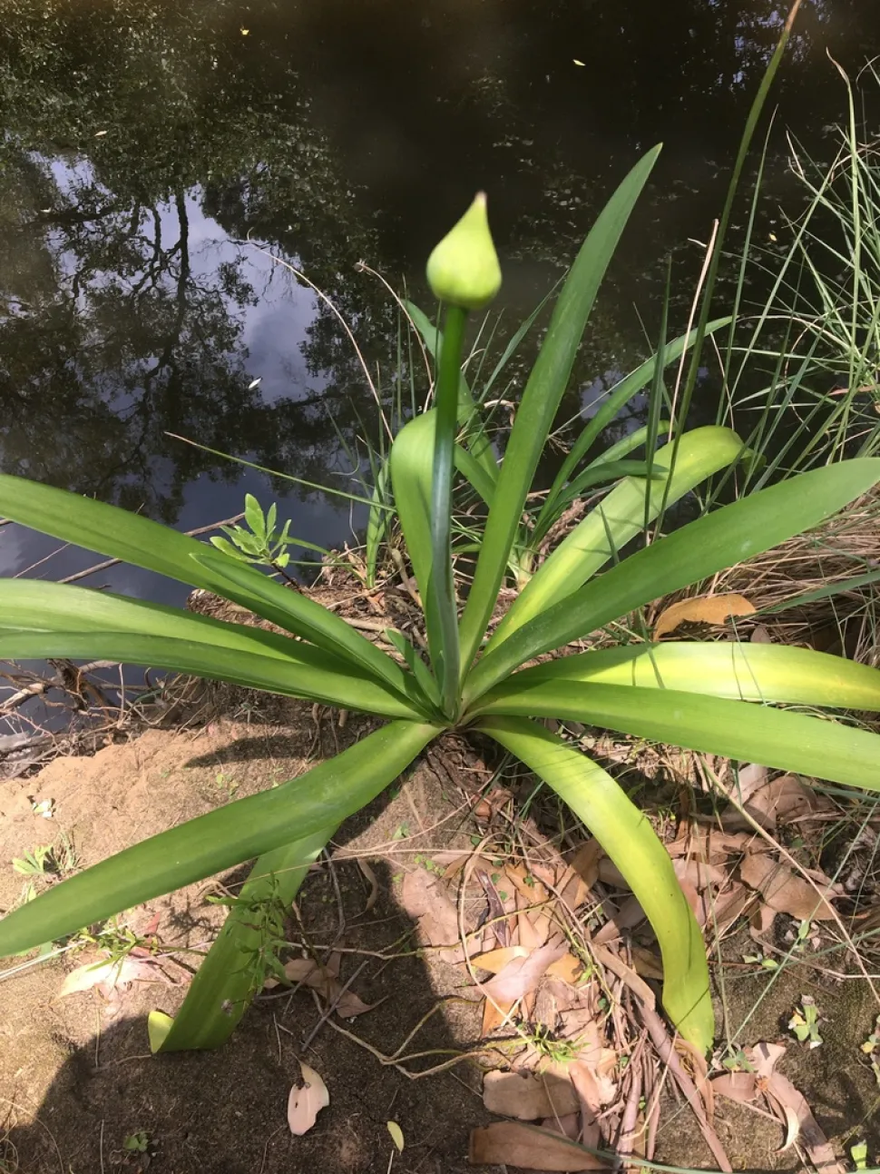 Groen blad Agapanthus praecox