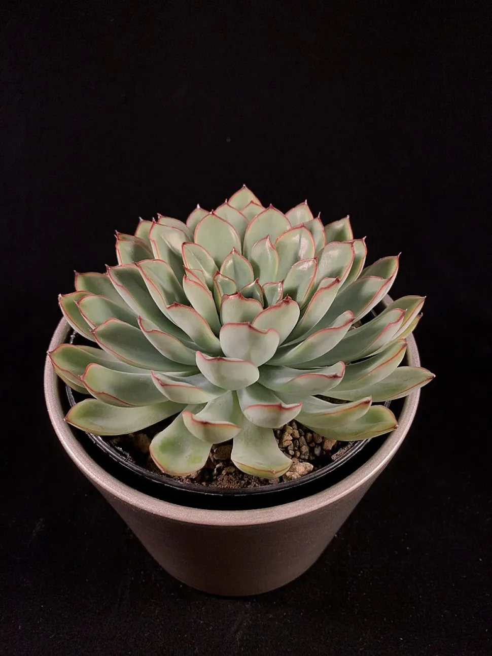 Echeveria pulidonis i en potte