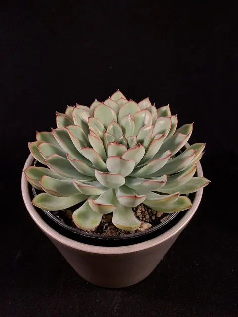 Echeveria pulidonis in vaso