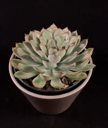 Echeveria pulidonis in vaso