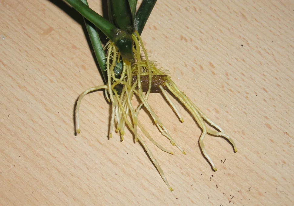 Raízes de maranta
