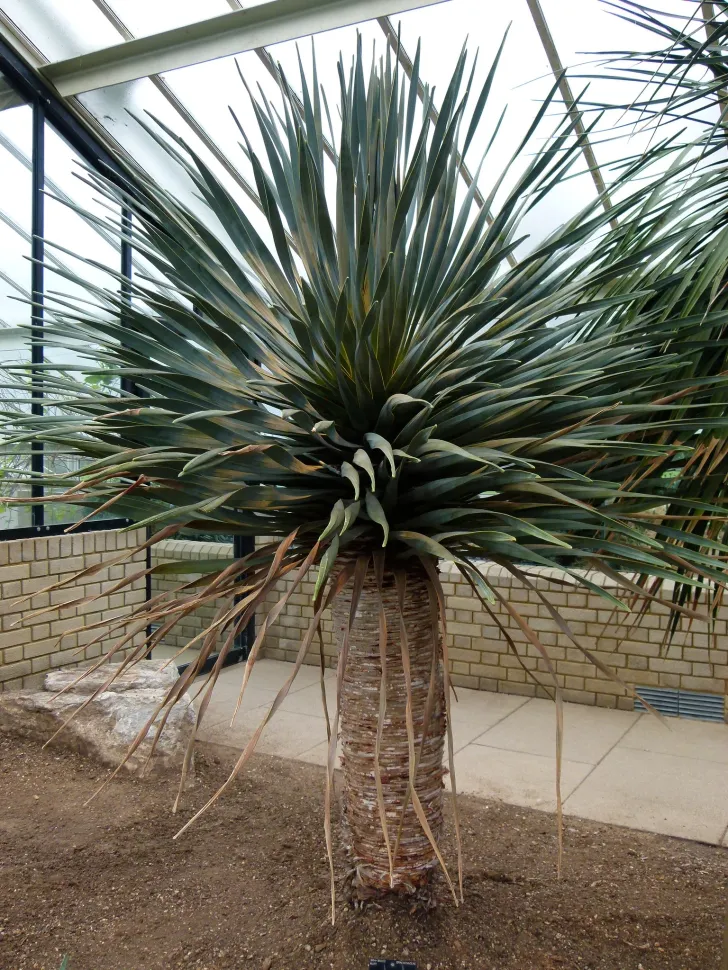 Dracaena cinnabari in serra