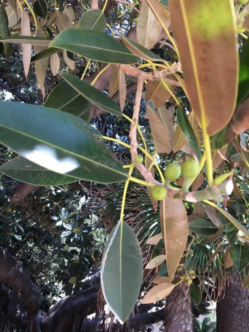 Frutos del ficus elastica