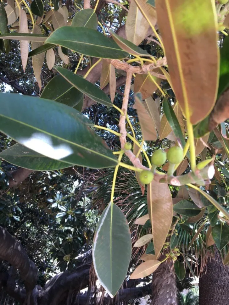 Frutti della Ficus elastica