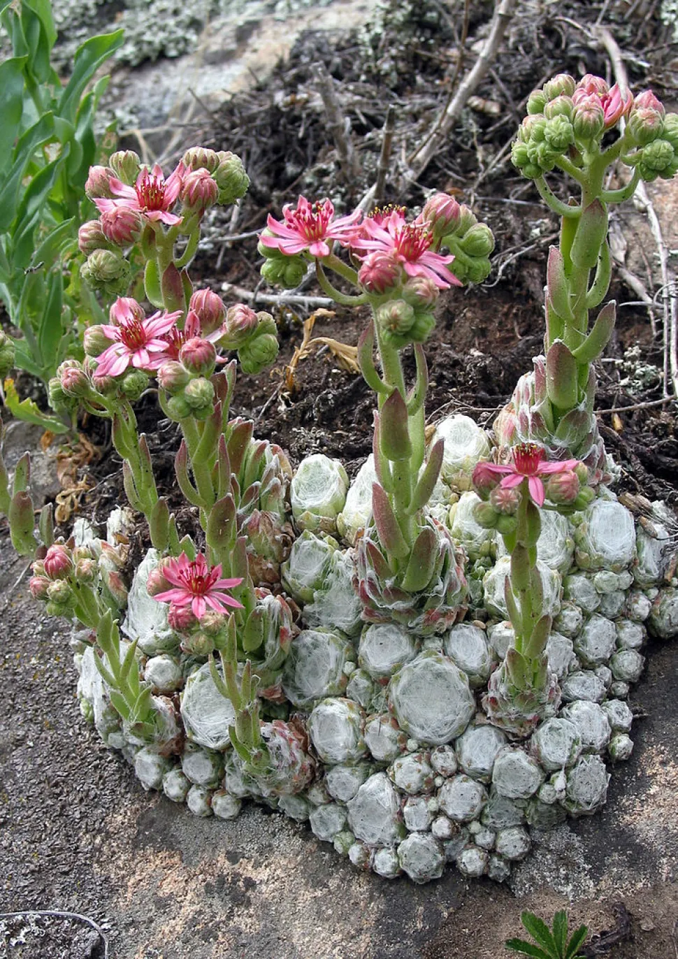 Sempervivum arachnoideum in fiore