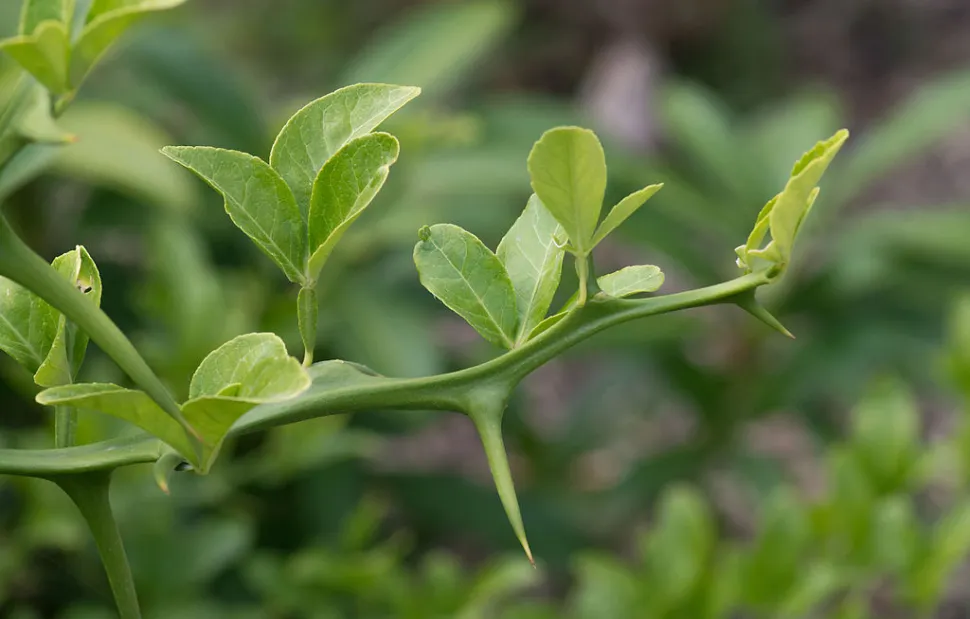Foglie di Citrus trifoliata