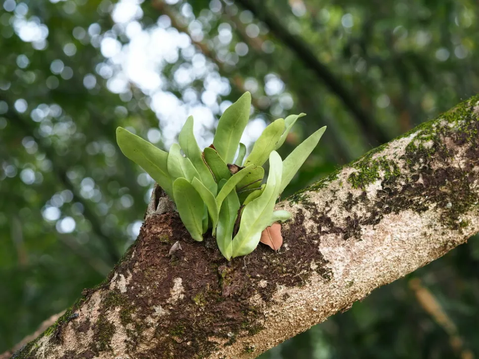 Microsorum punctatum in der Natur