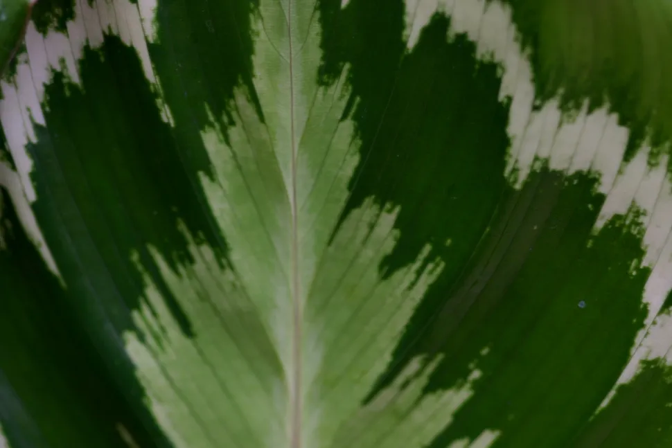 Nahaufnahme des gefleckten Blattes Calathea Makoyana