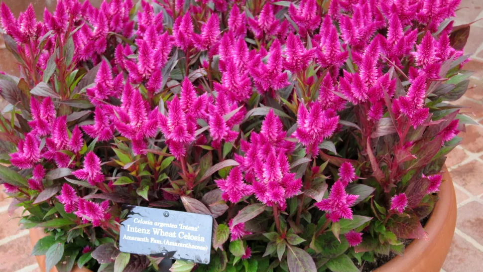 Celosia argentea pink