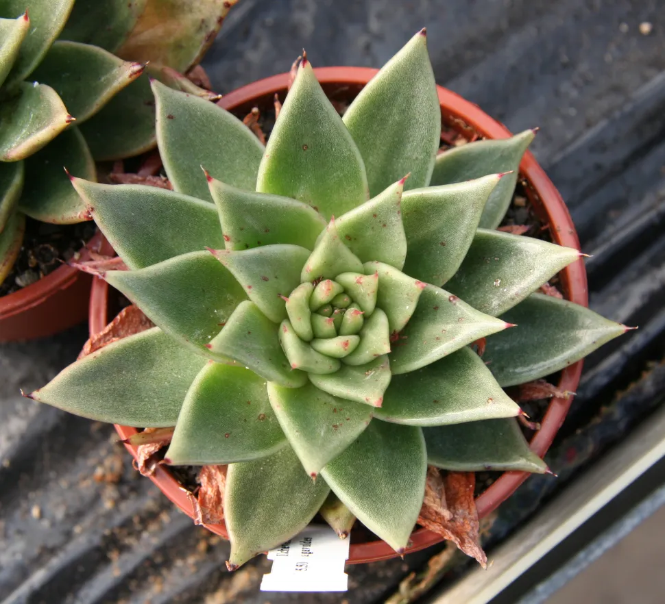 Fettpflanze dreieckige Blätter Echeveria agavoides