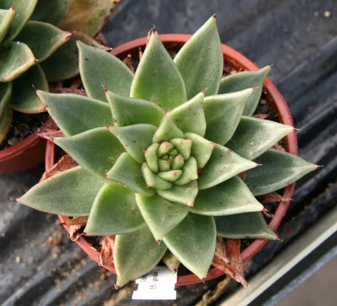 Pianta grassa a foglie triangolari Echeveria agavoides