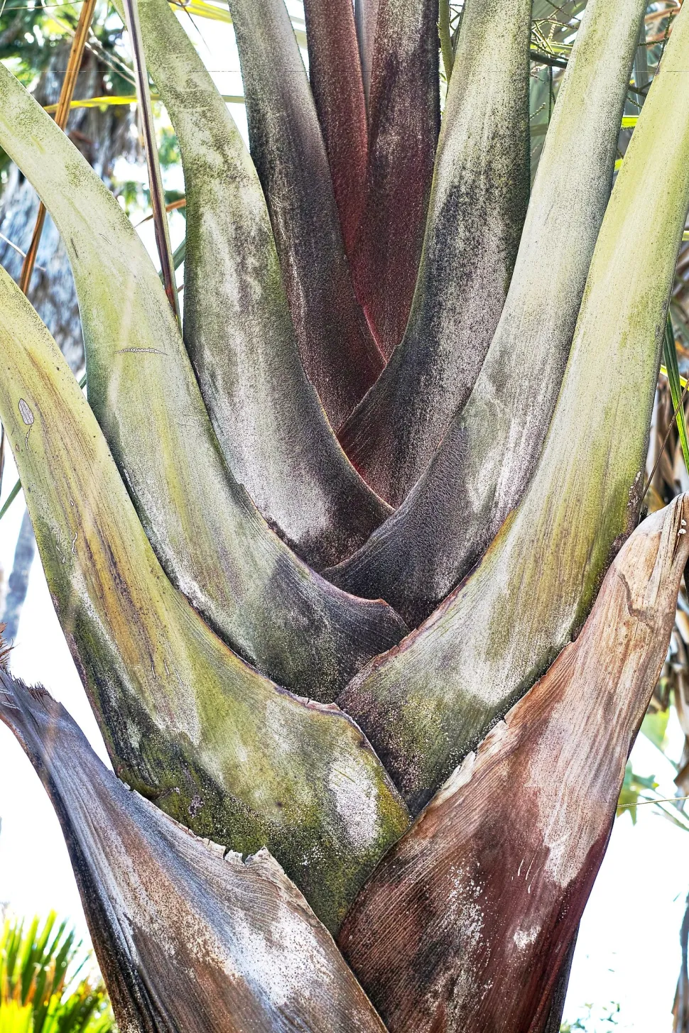 V-förmig wachsende Palmen von Dypsis decaryi