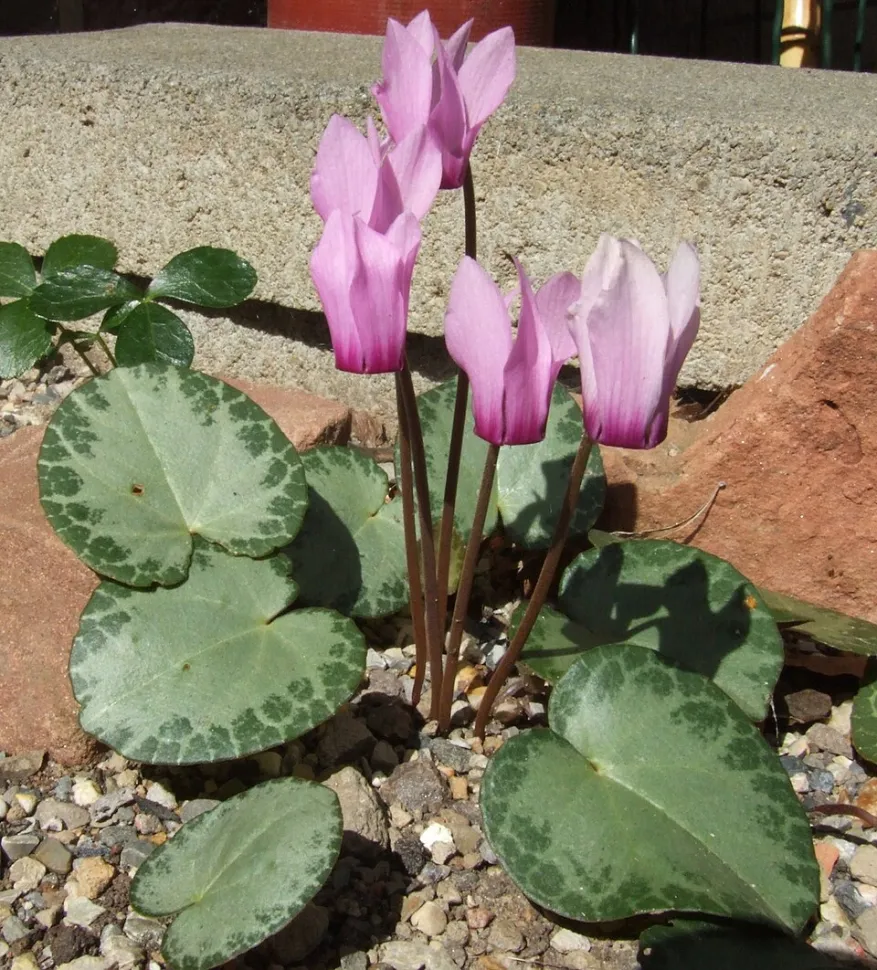 Cyclamen purpurascens en flor