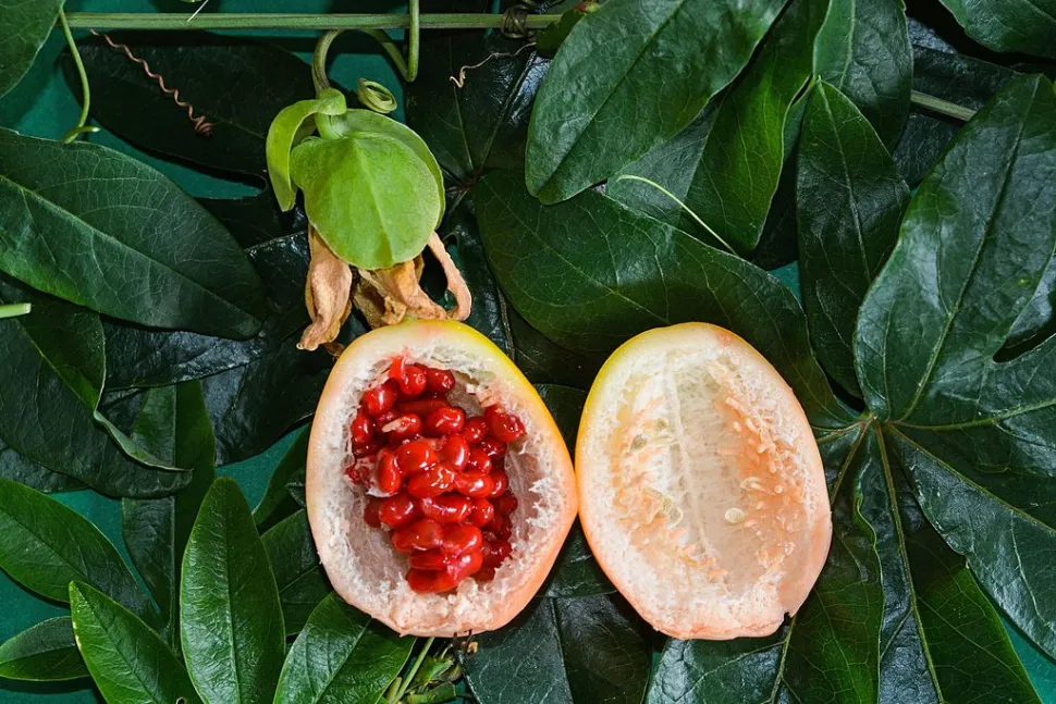 Fruto Passiflora caerulea