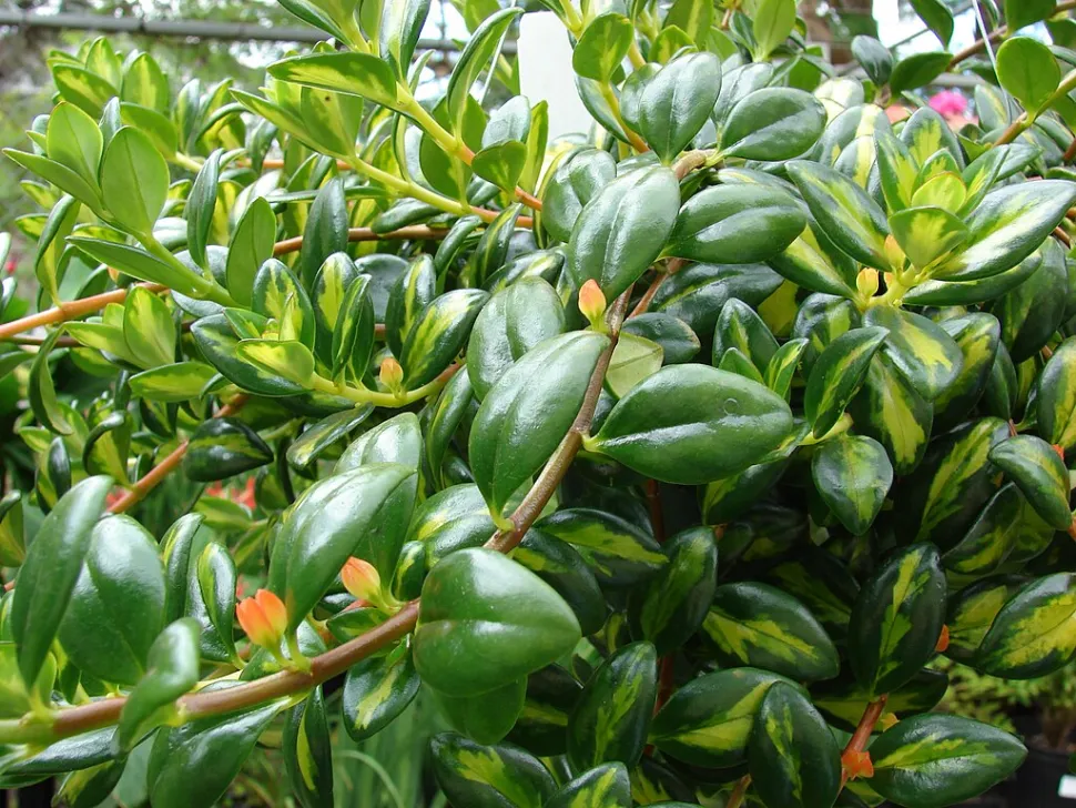 Nematanthus variegata flores naranjas