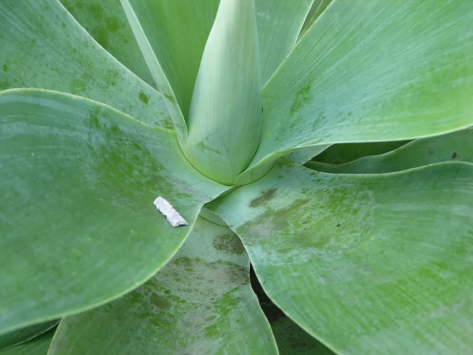 Agave attenuata gebladerte