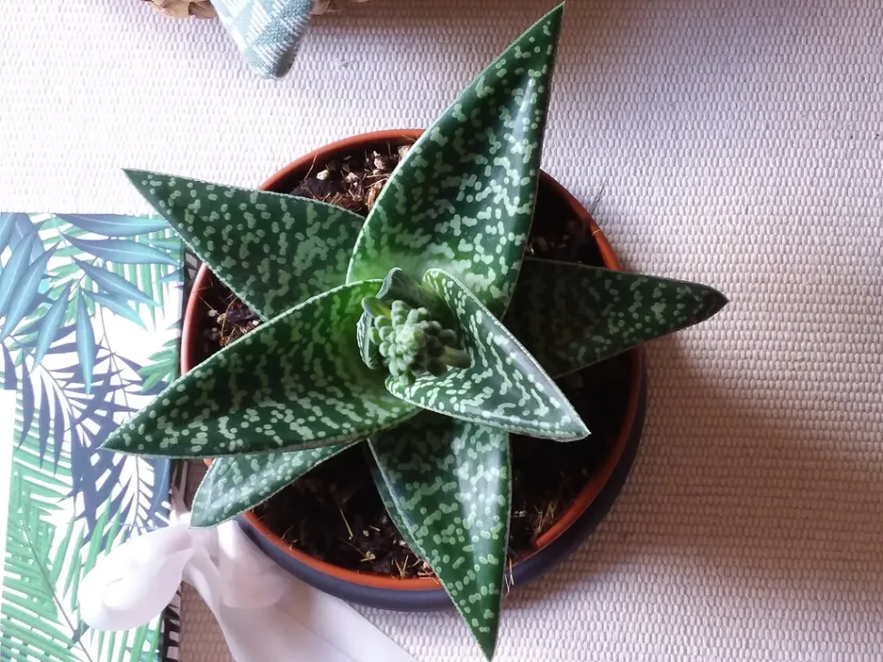 Gonialoe sladeniana mørkegrønne blade