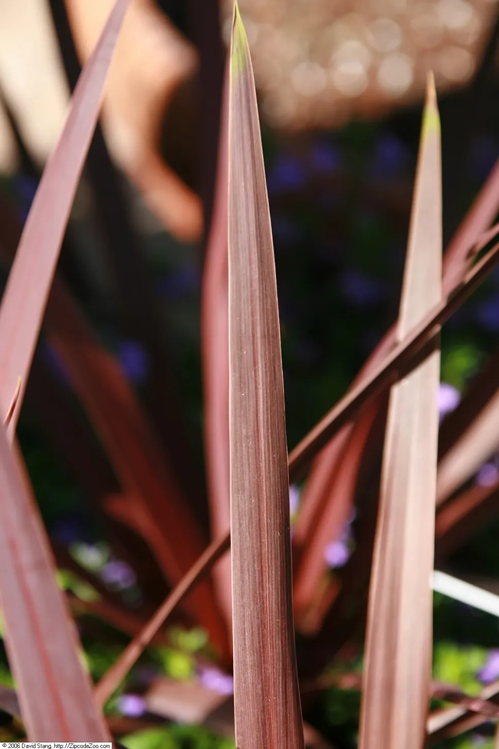 Hojas de Cordyline Red Star