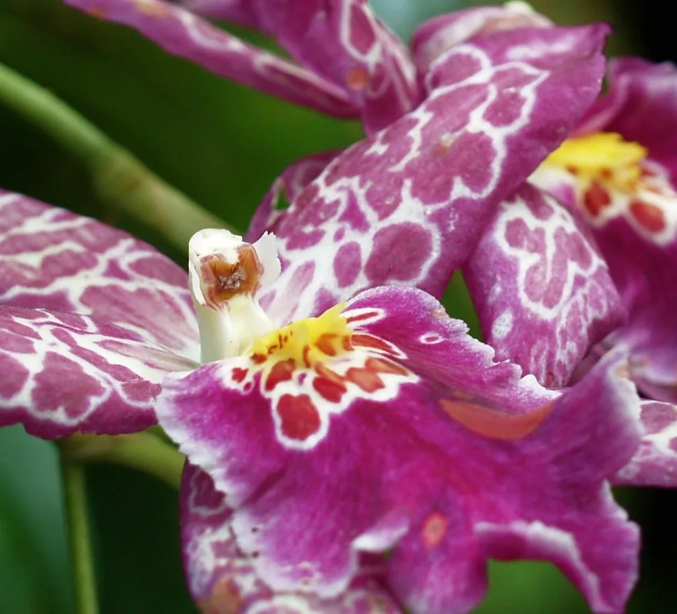Orchidee Cambria Vuylstekeara violett und weiß