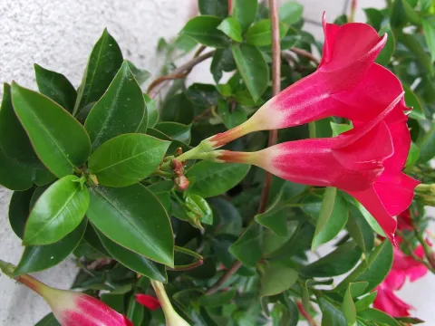 Dipladenia sanderi Mandevilla sanderi