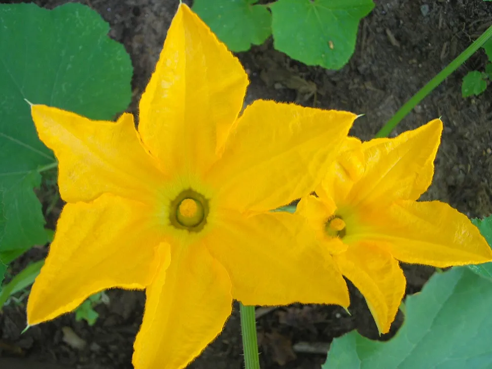 Yellow zucchini flower Cucurbita pepo