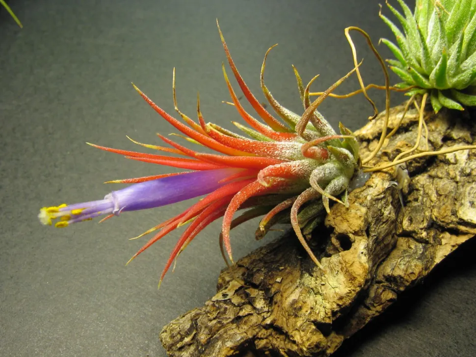 Tilandsia ionantha auf ihrer Rindenunterlage