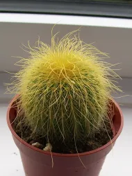Parodia lenninghausii en maceta