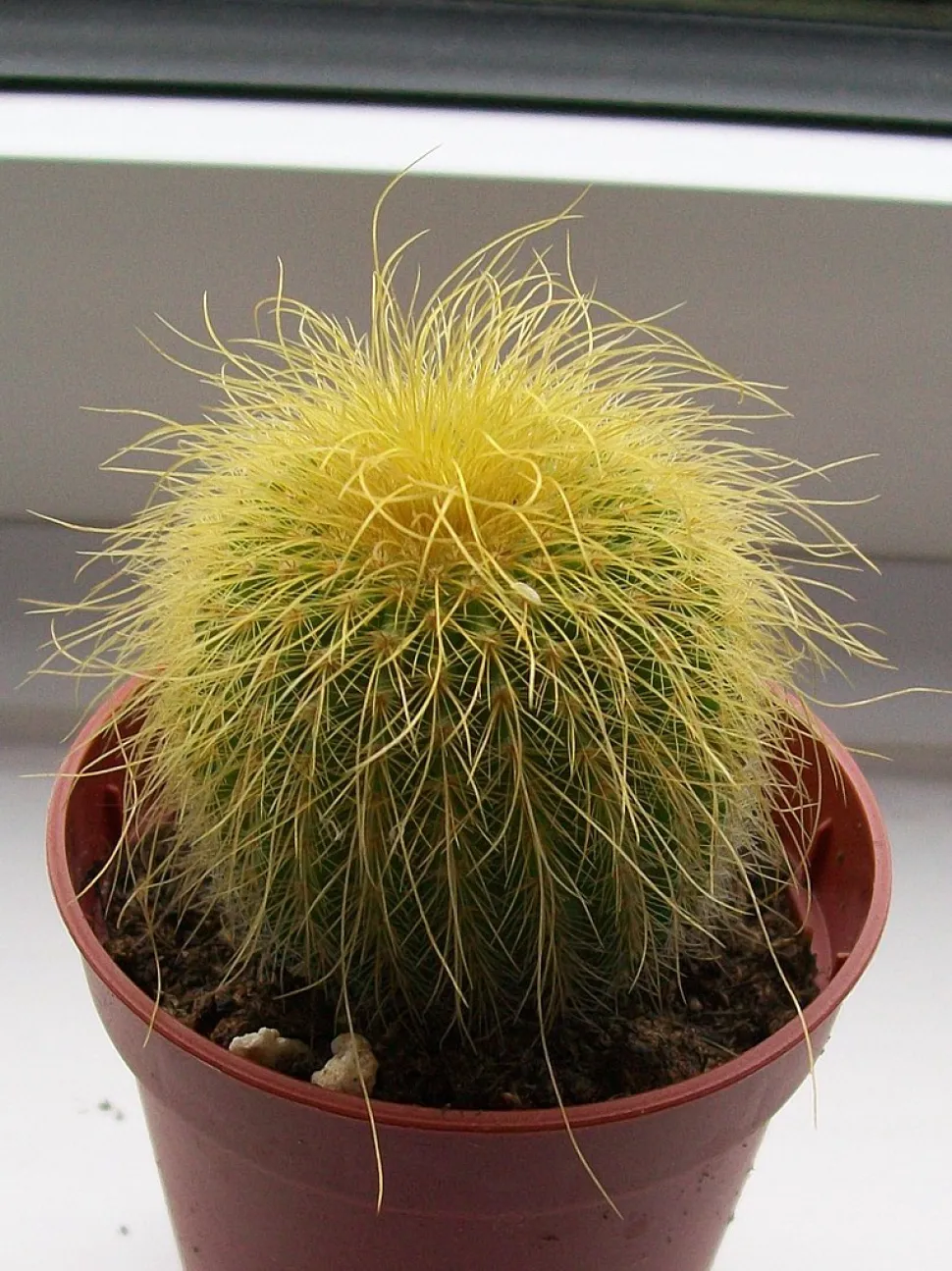Parodia lenninghausii im Topf