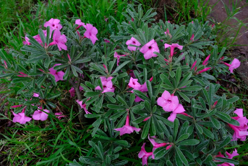 Arbuste fleuri Adenium swazicum