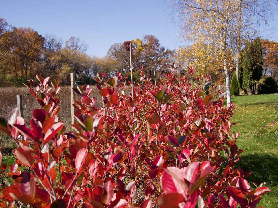 Herfstrode bladeren Aronia melanocarpa