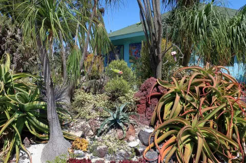 Rocailles plantes grasses