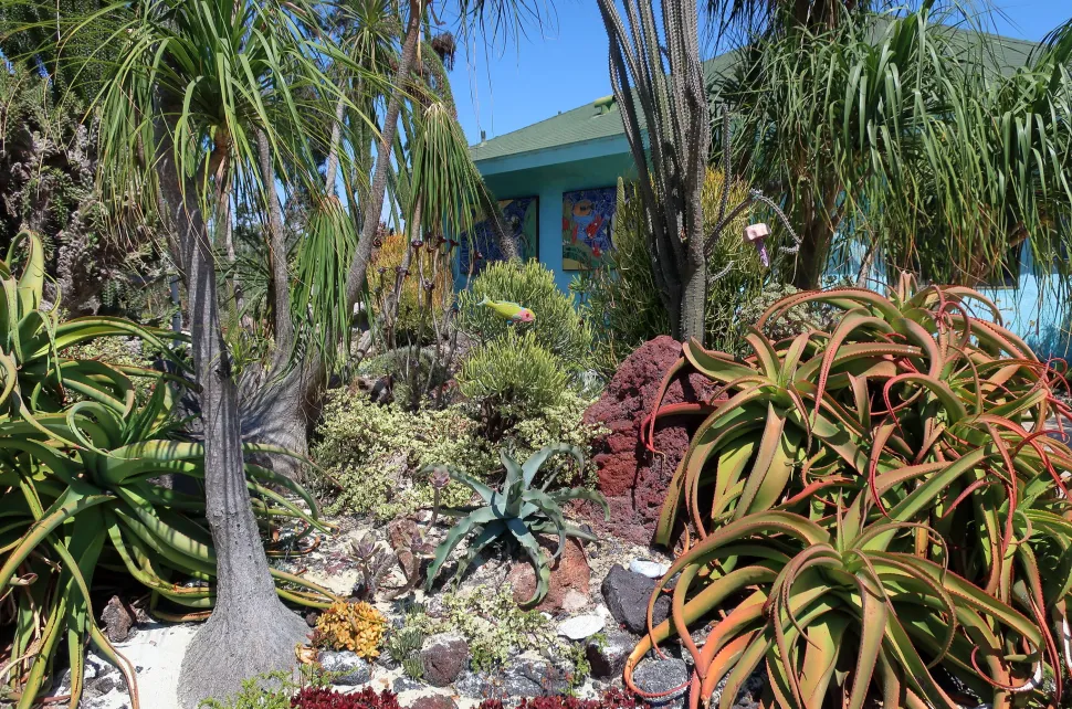 Rockery succulents