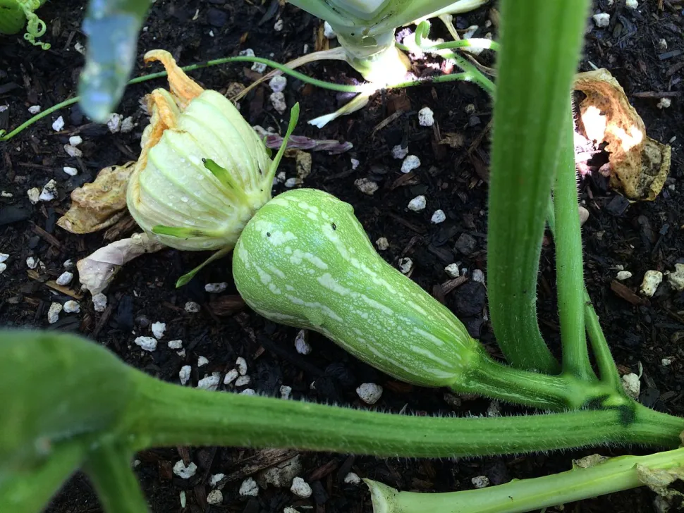 Lysegrøn aflang courgette