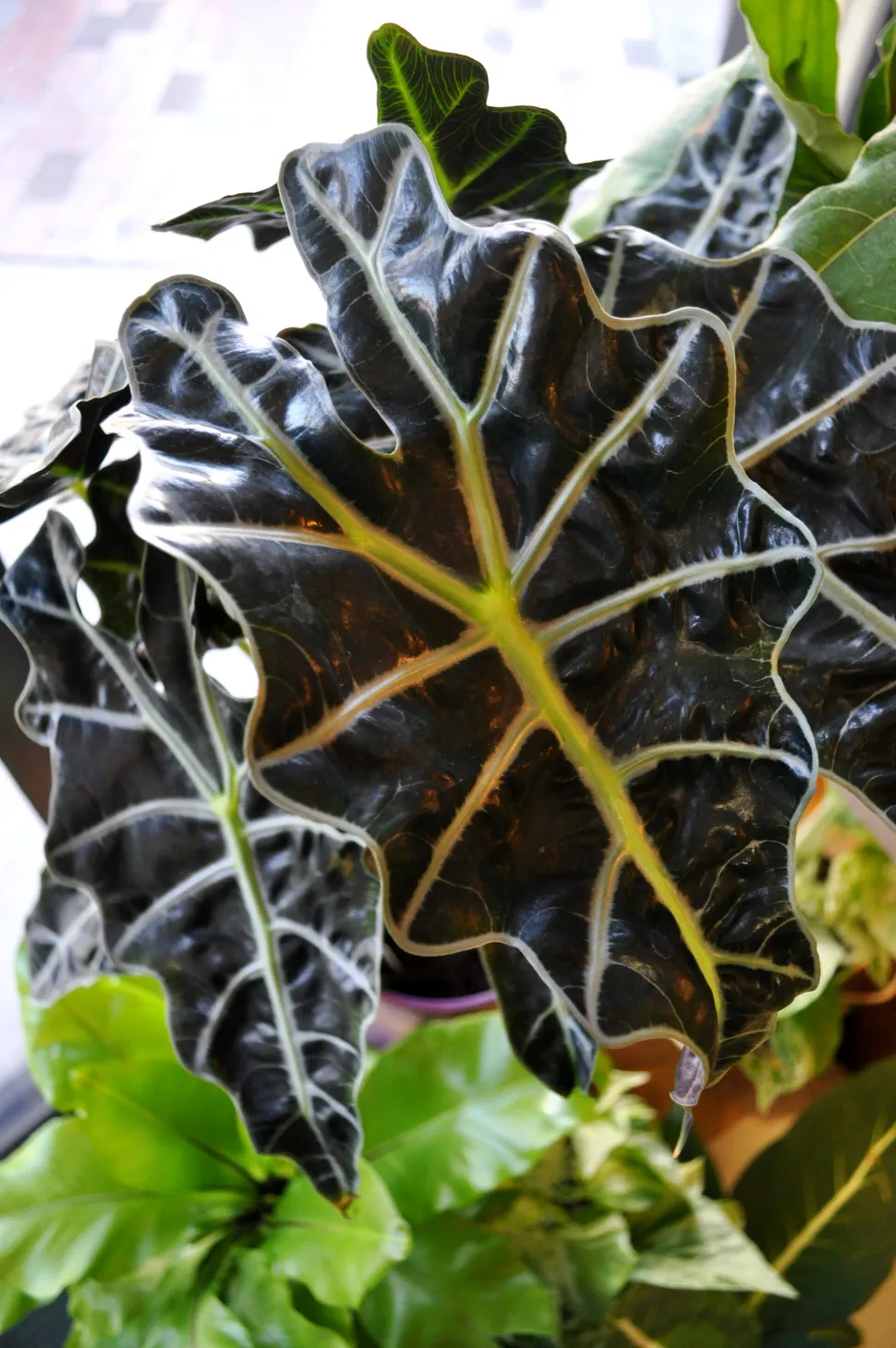 Alocasia Polly in vaso