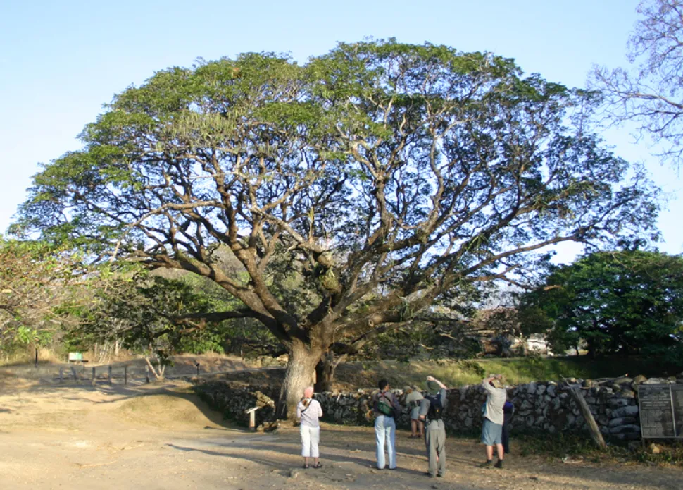Paraplytræ Albizia saman