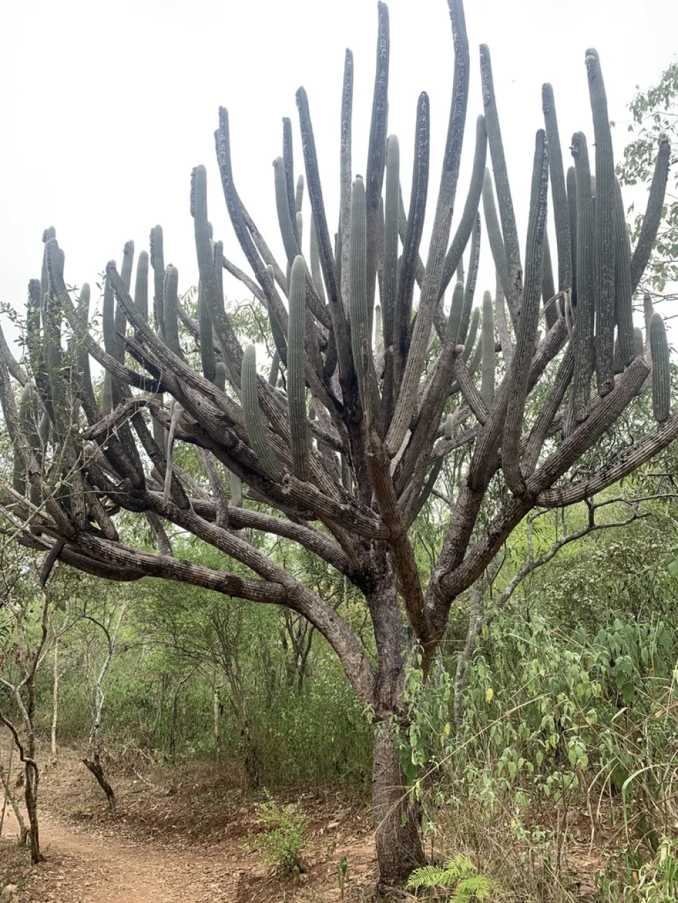 Cactus cierge laineux ramifié Espostoa lanata