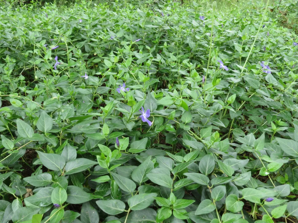 Planta tapizante de grandes flores púrpura bígaro