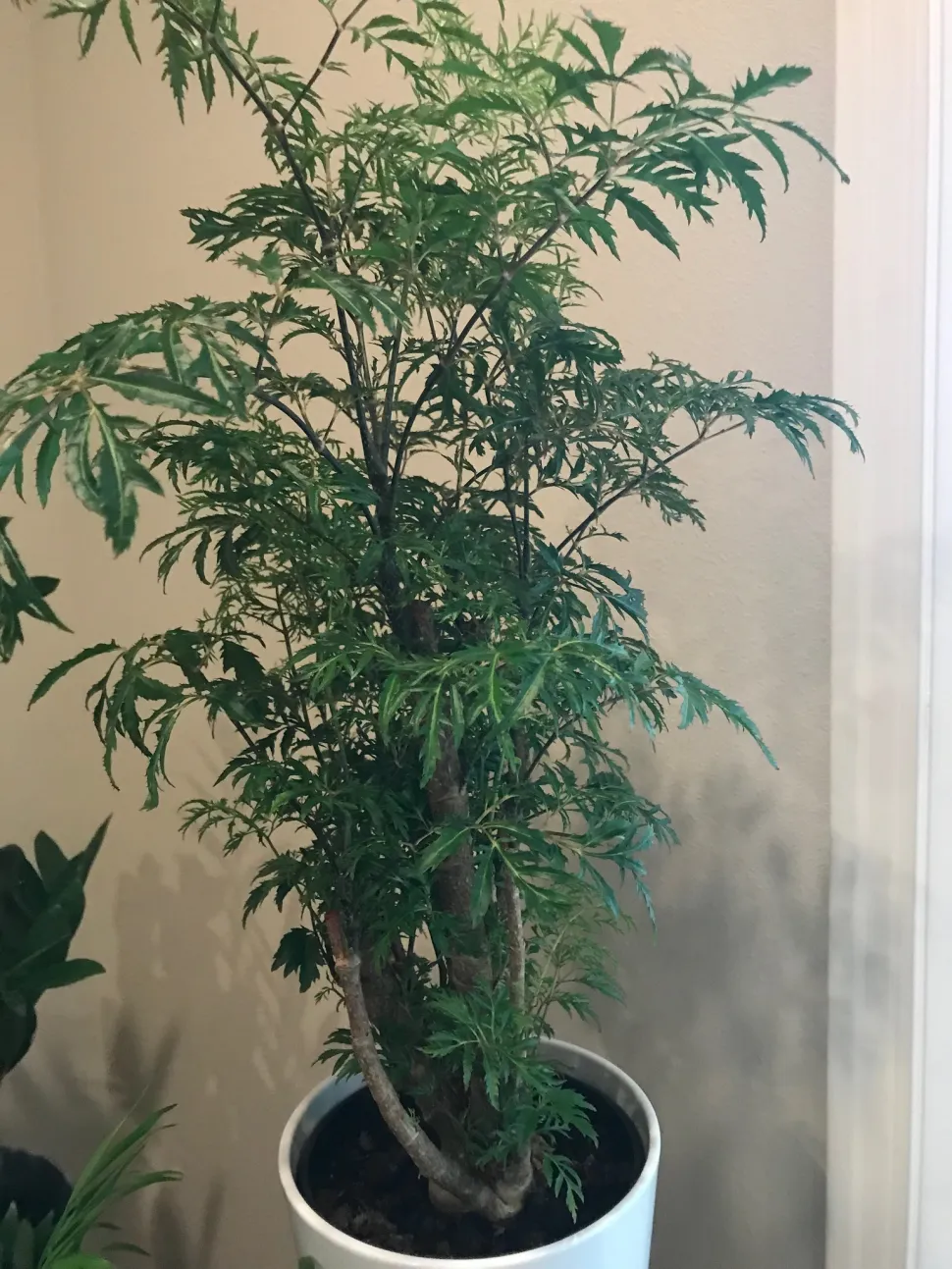 Polyscias fruticosa in een pot