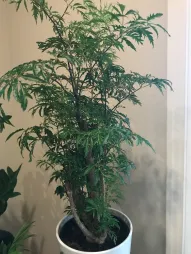 Polyscias fruticosa num vaso