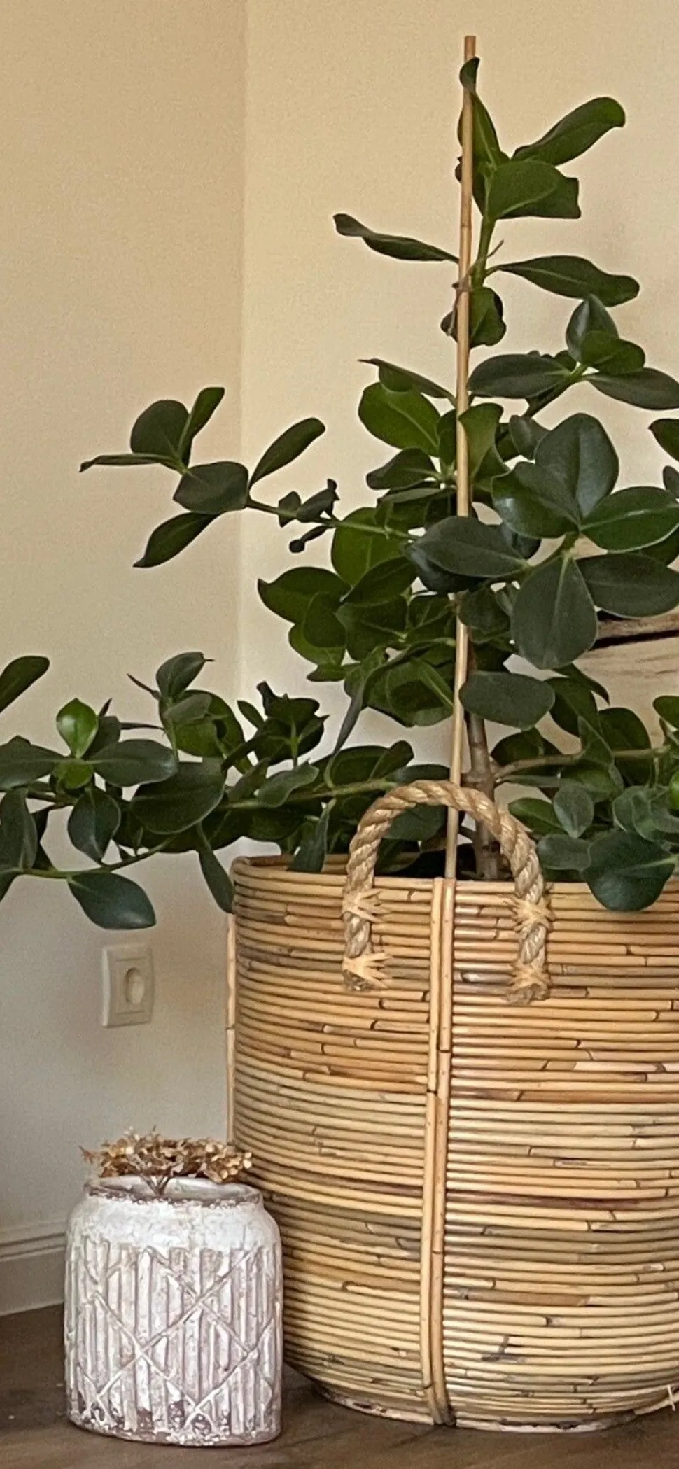 Clusia major in pot