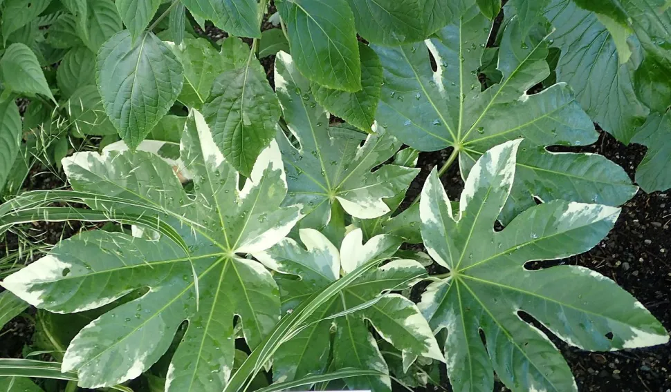 Hojas verdes y blancas de Fatsia japonica variegata