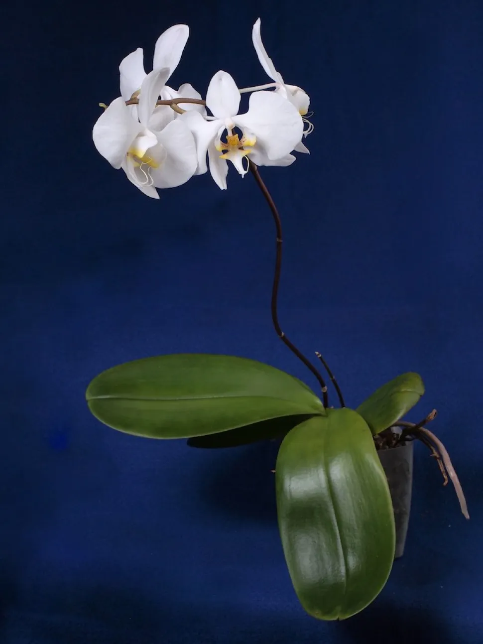 Orquídea mariposa Phalaenopsis amabilis en maceta