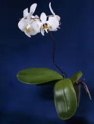 Vlinderorchidee Phalaenopsis amabilis in een pot