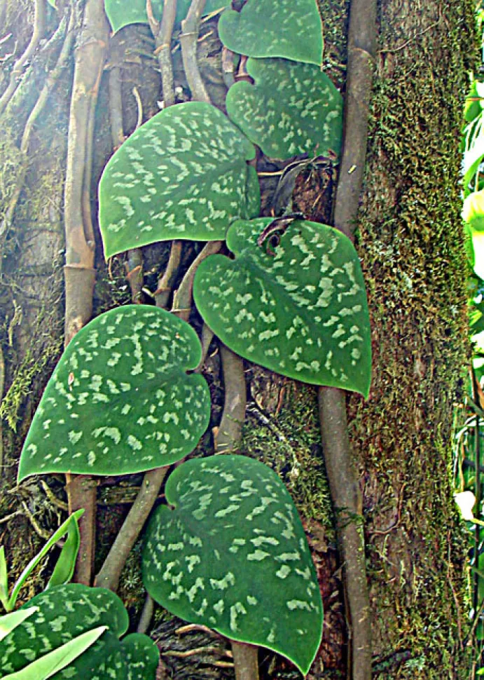 Scindapsus pictus grimpant