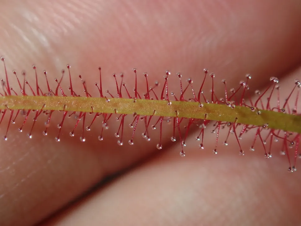 Slijmerige tentakels Drosera multifida