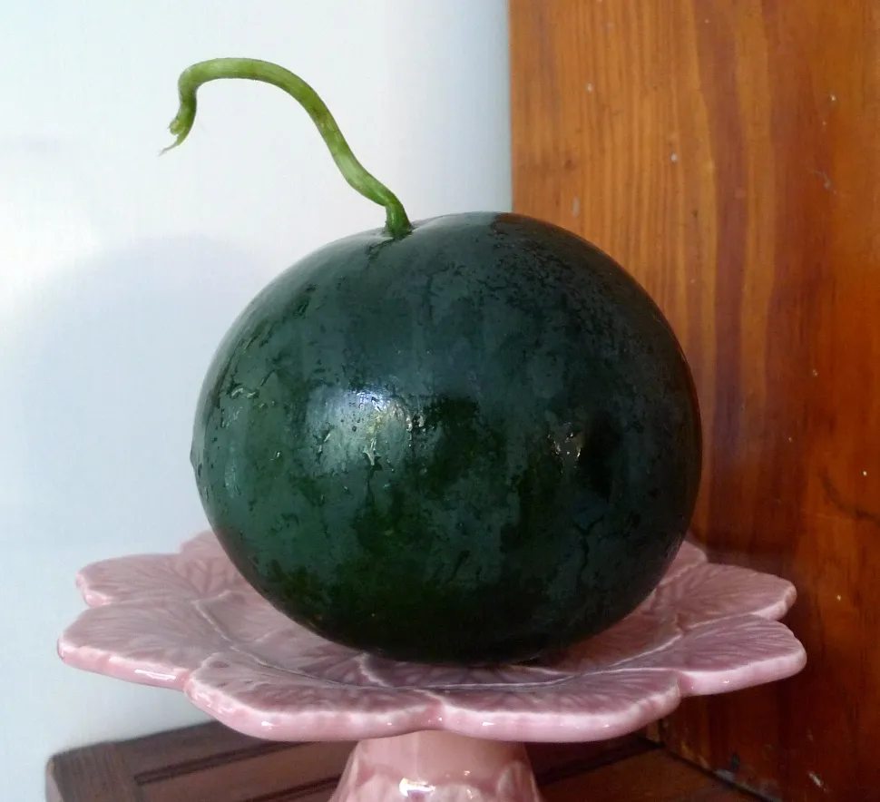 Kleine Wassermelone, Sorte Sugar baby