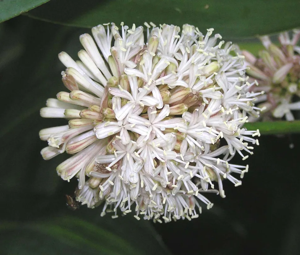 Traubenblüten des Drachenbaums